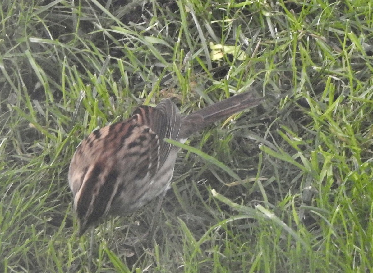 White-throated Sparrow - ML641987073
