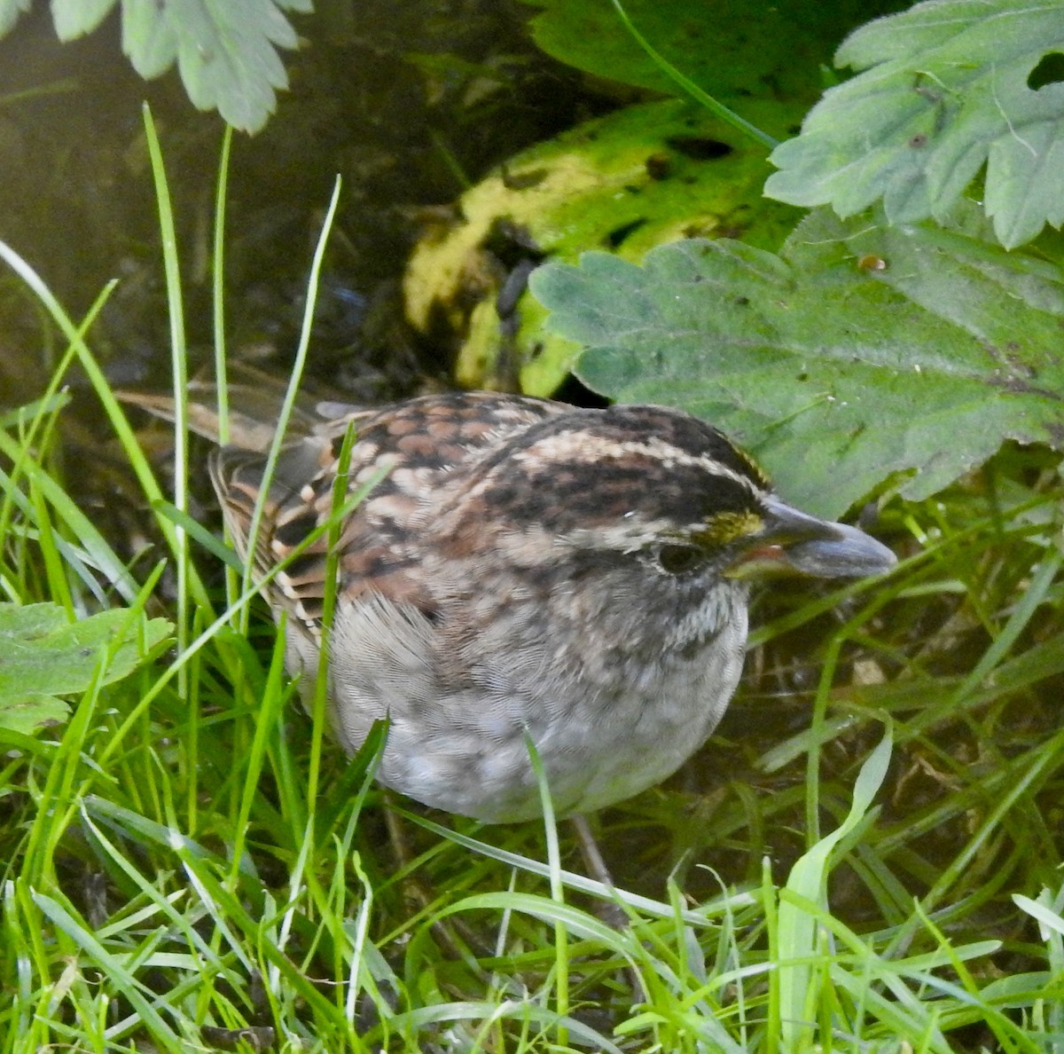 White-throated Sparrow - ML641987074