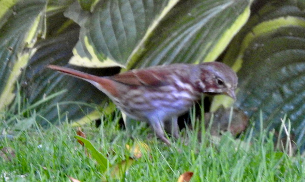 Fox Sparrow - ML641987079