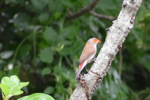 Orange-cheeked Waxbill - ML641987086