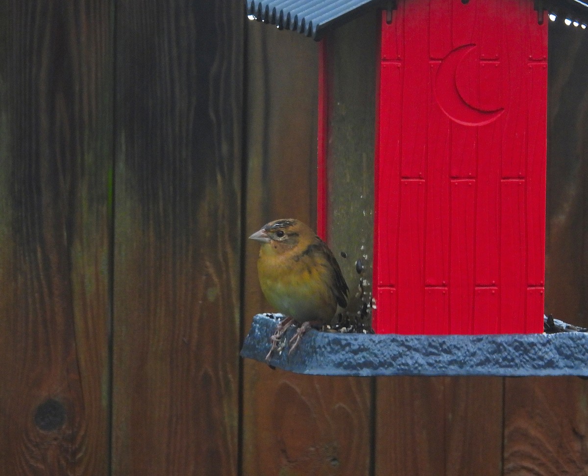 bobolink - ML641987101
