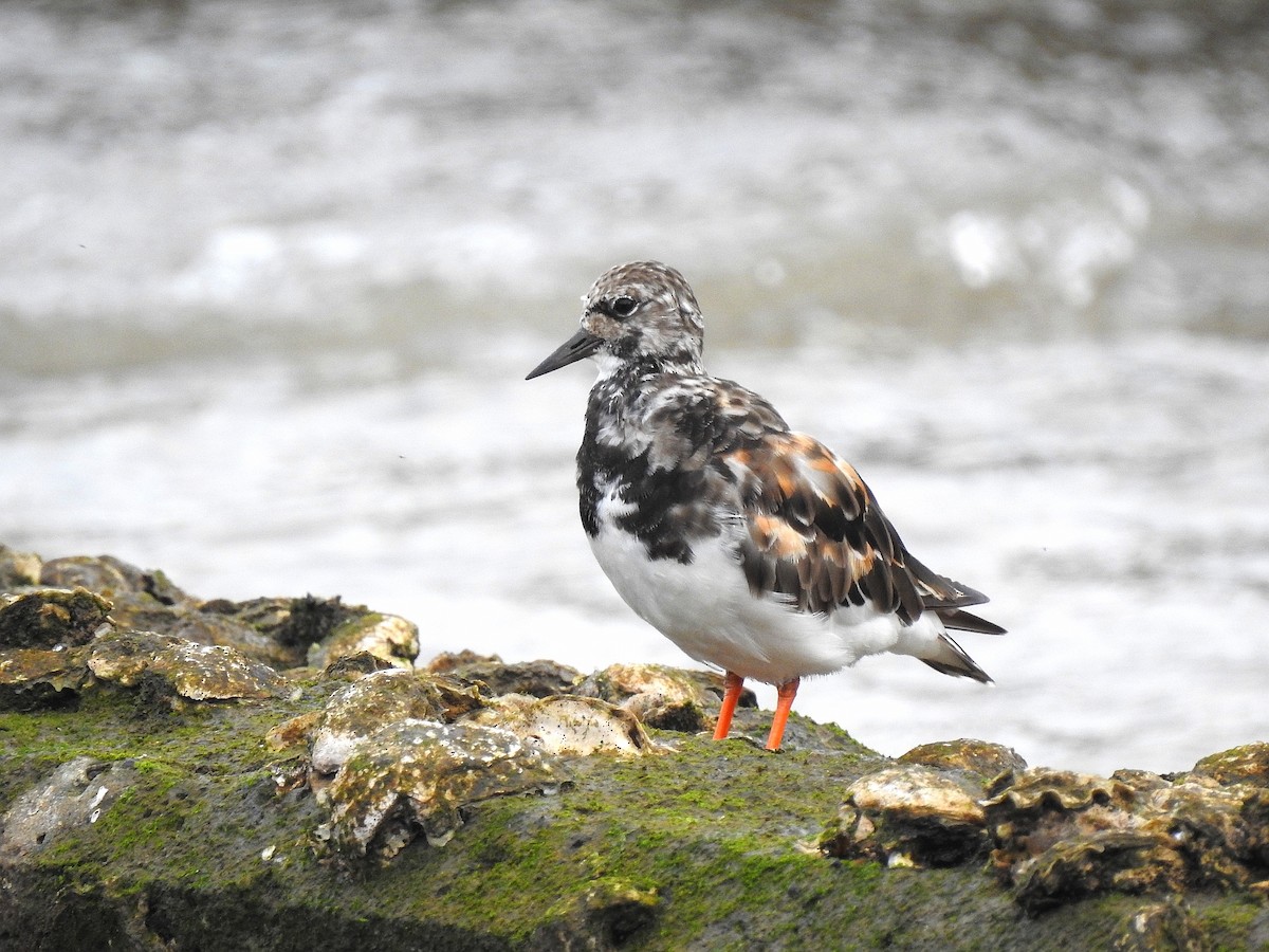 Алаг хайргач - ML641987109