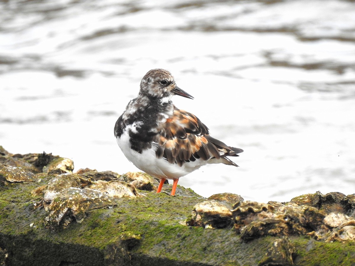 Алаг хайргач - ML641987110