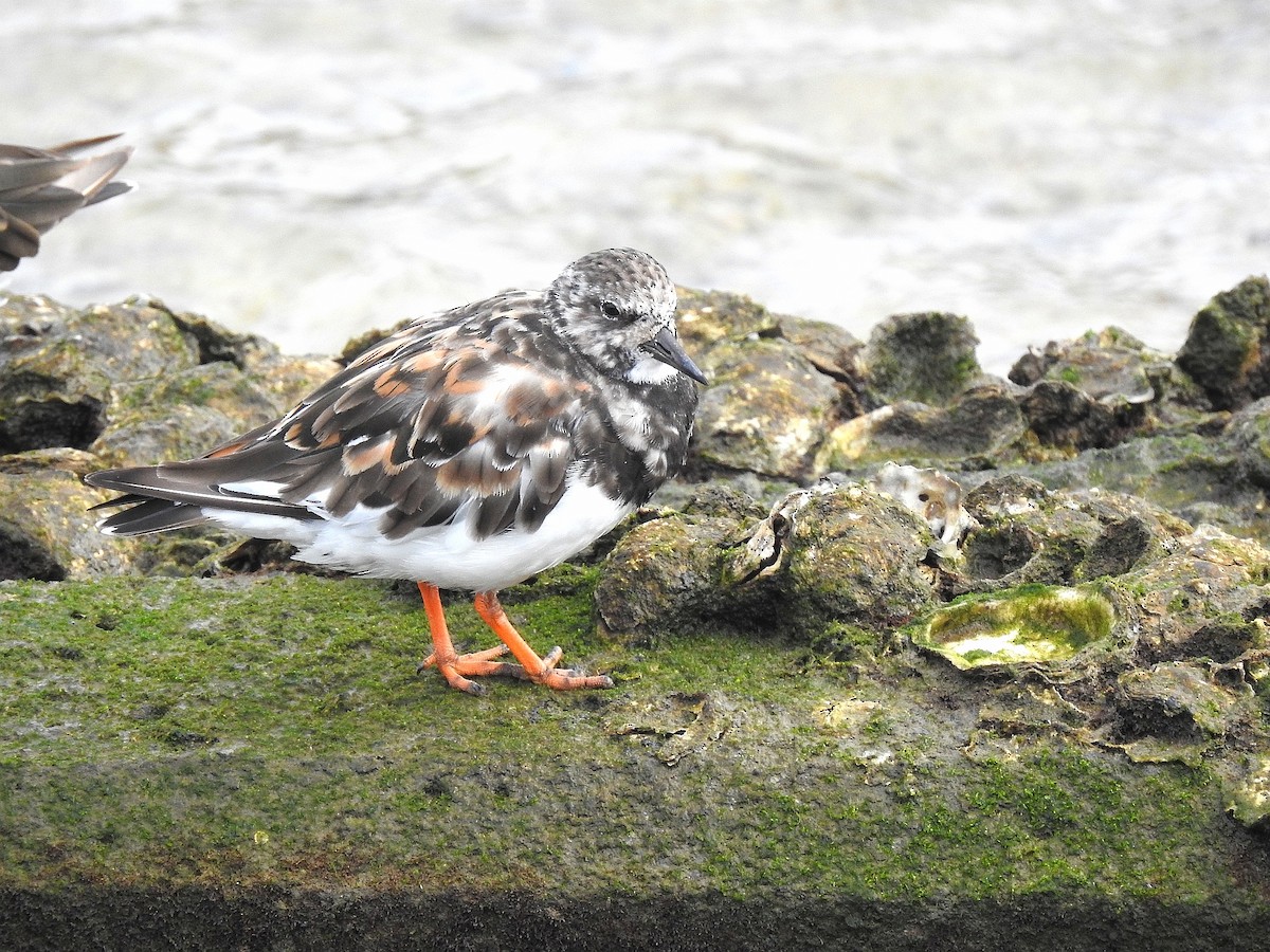 Алаг хайргач - ML641987111