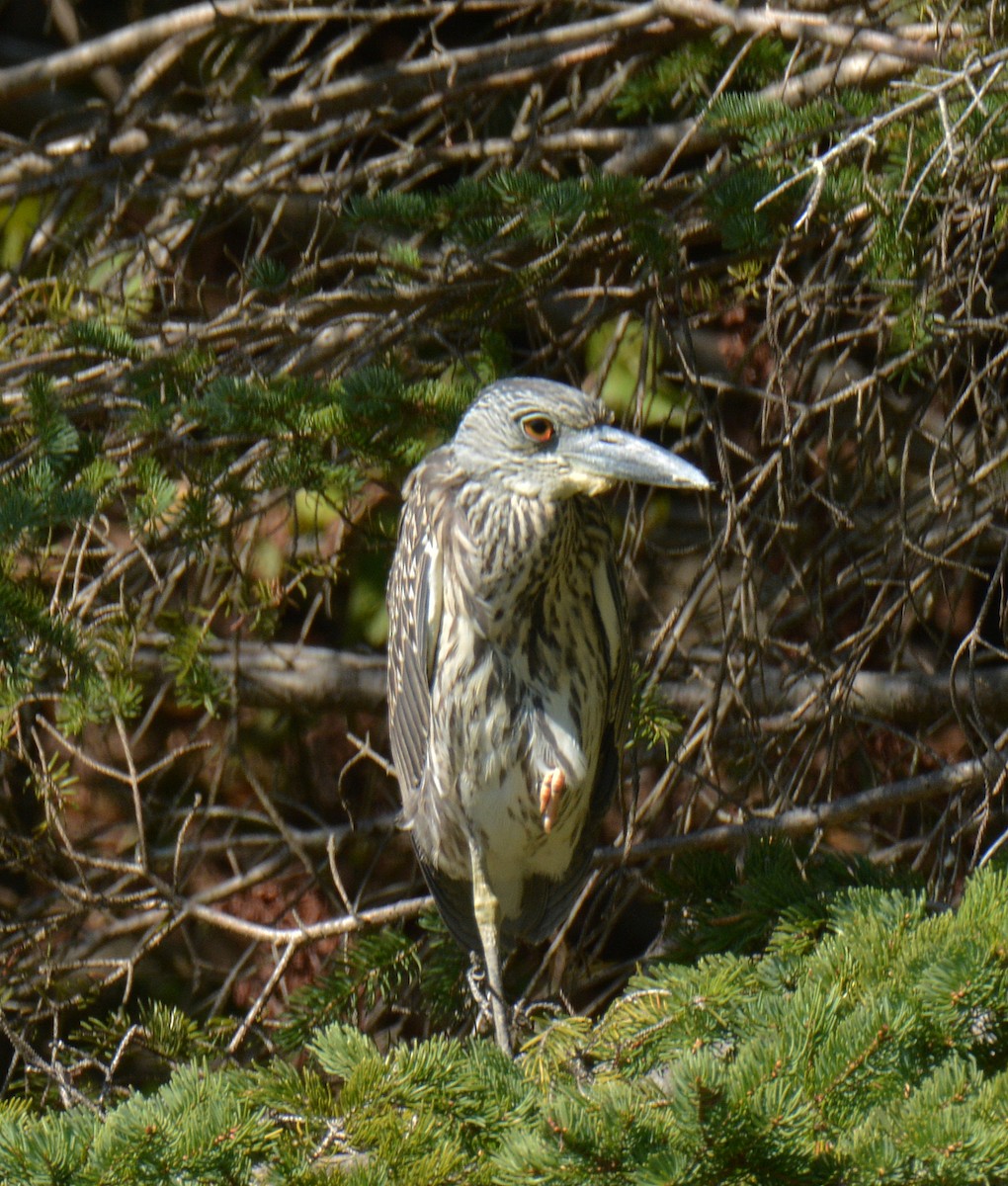 Yellow-crowned Night Heron - ML641987115