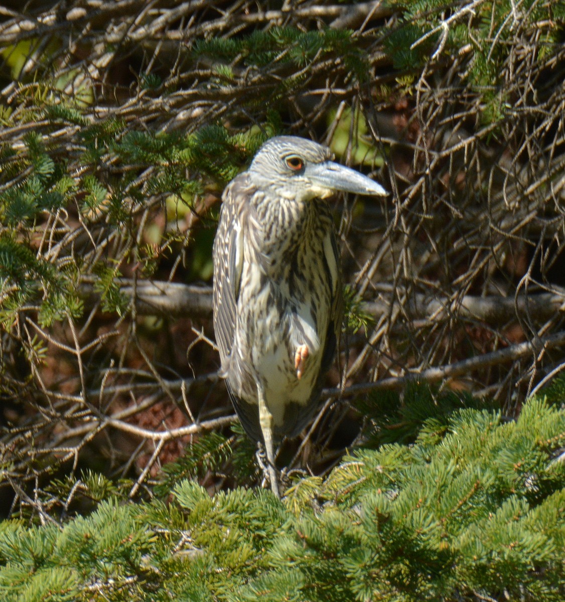 Yellow-crowned Night Heron - ML641987116
