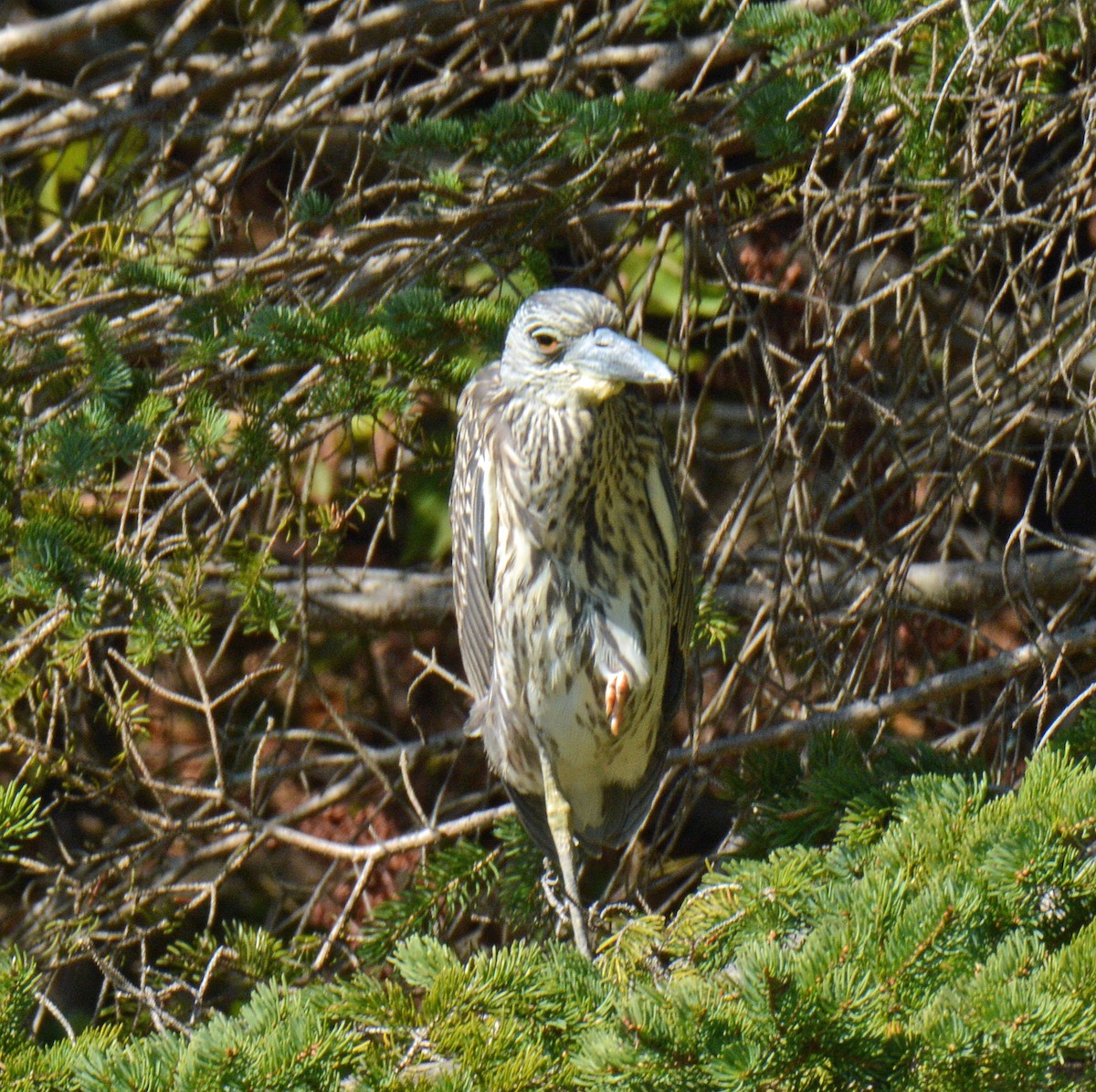 Yellow-crowned Night Heron - ML641987117