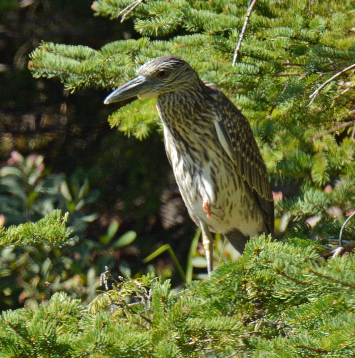 Yellow-crowned Night Heron - ML641987118