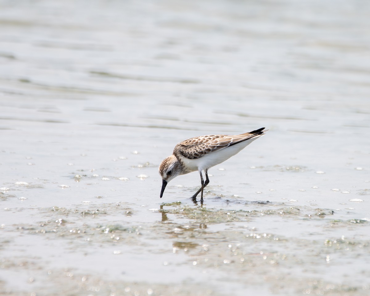 Semipalmated Sandpiper - ML641987130