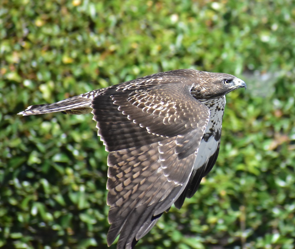 Red-tailed Hawk - ML641987161