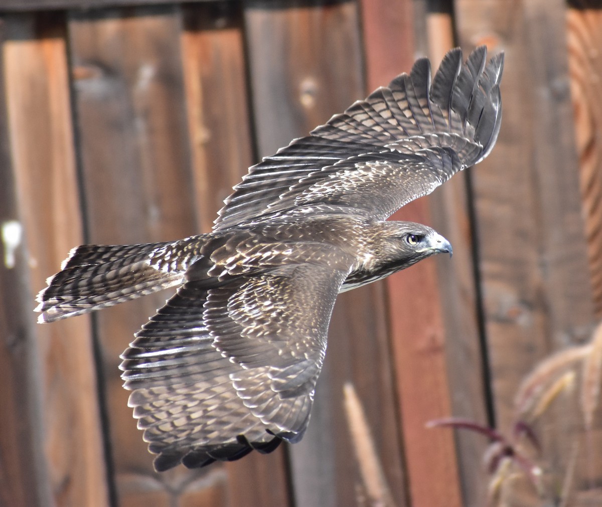 Red-tailed Hawk - ML641987164