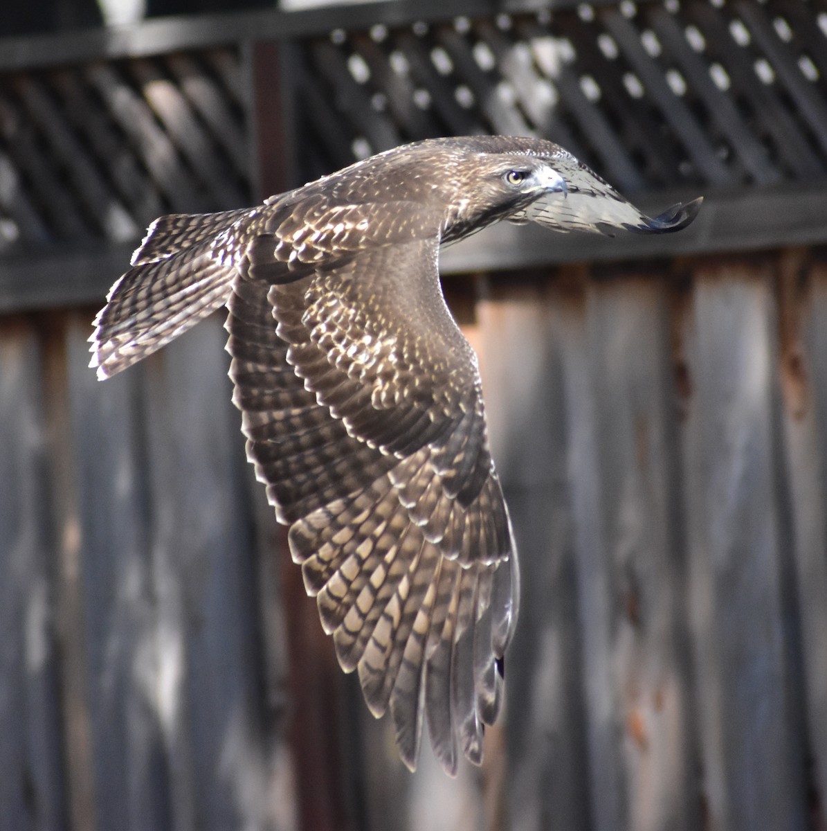 Red-tailed Hawk - ML641987171