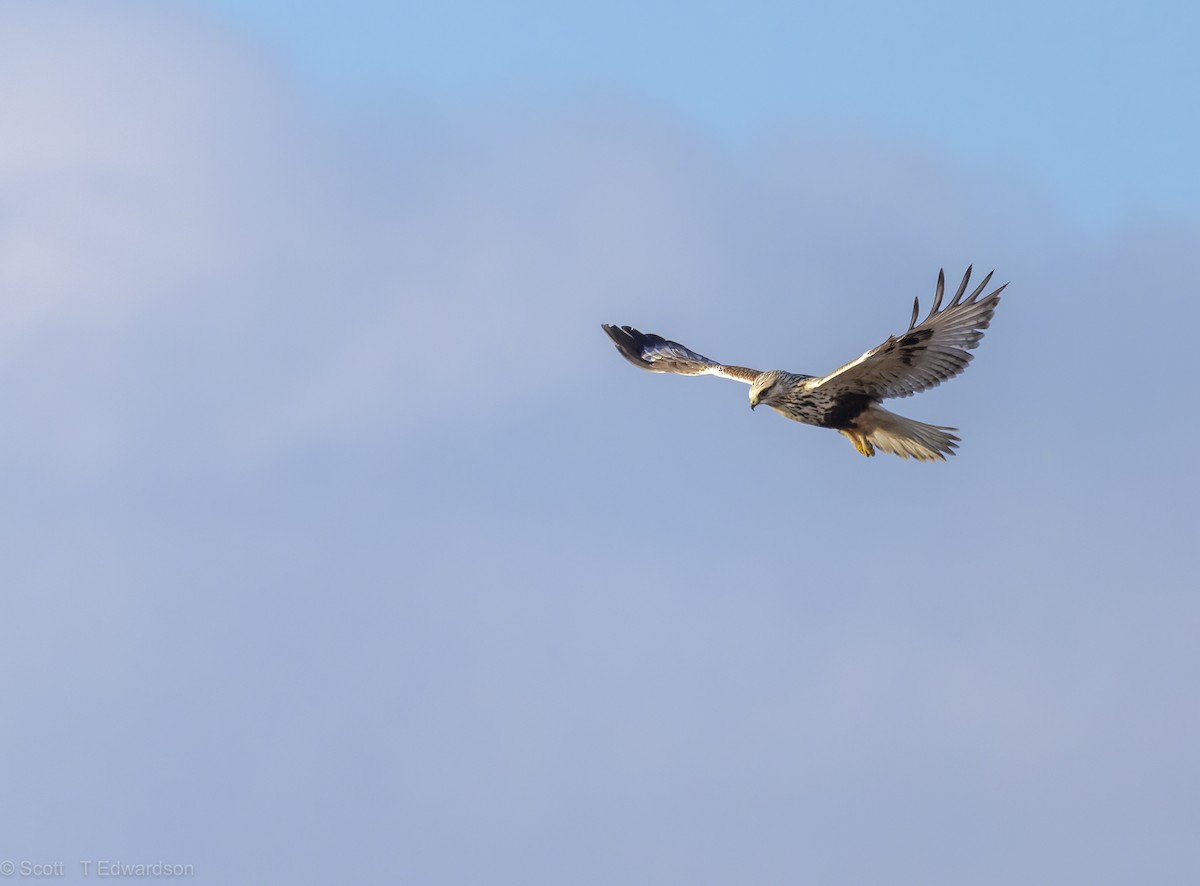 Poiana calzata - ML641987211