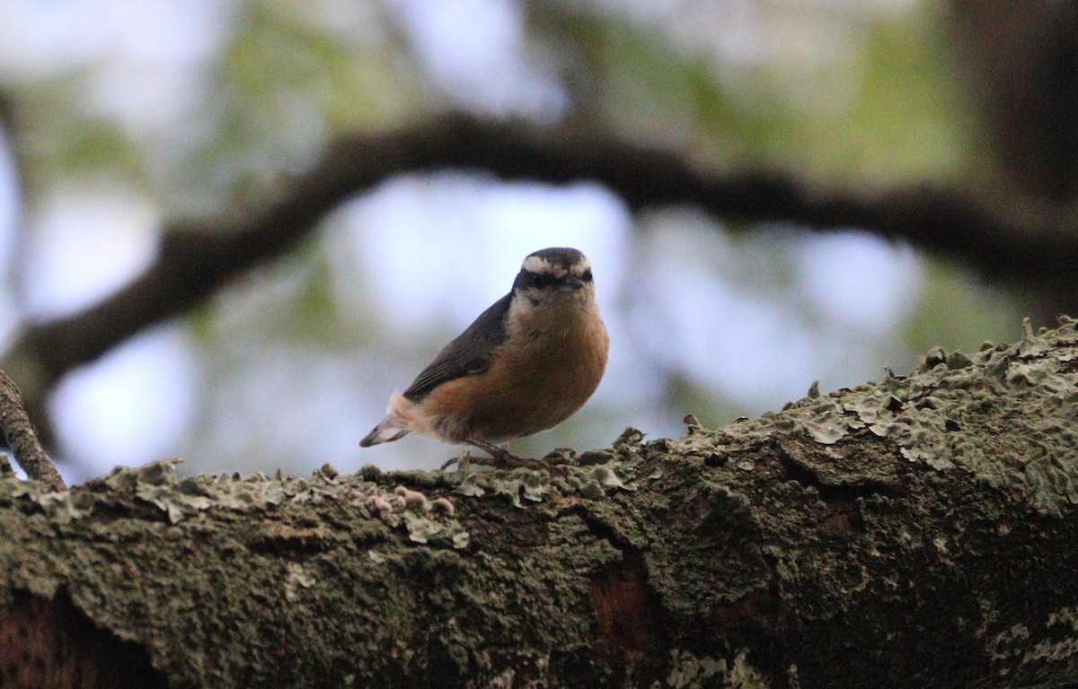 Red-breasted Nuthatch - ML641987241