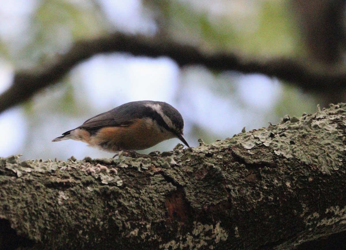 Red-breasted Nuthatch - ML641987242