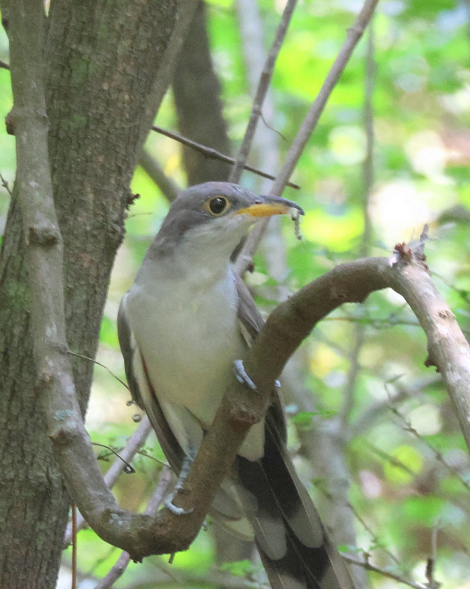 Yellow-billed Cuckoo - ML641987246