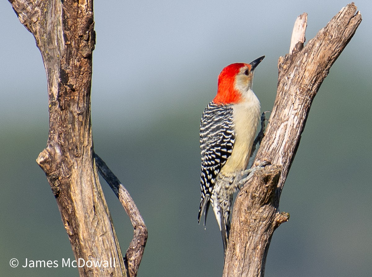 Red-bellied Woodpecker - ML641987255