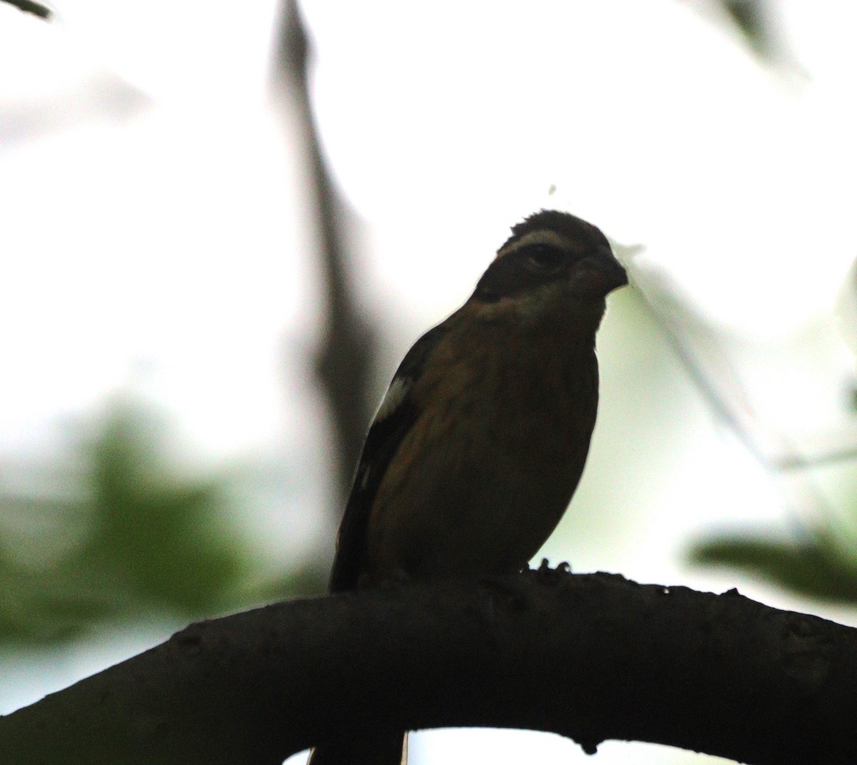 Rose-breasted Grosbeak - ML641987261
