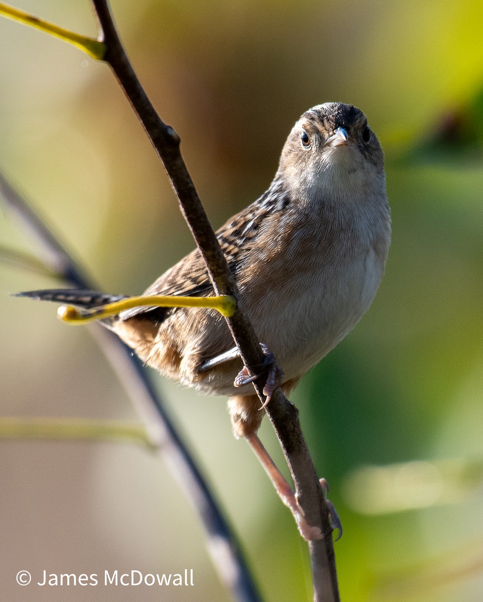 Sedge Wren - ML641987272