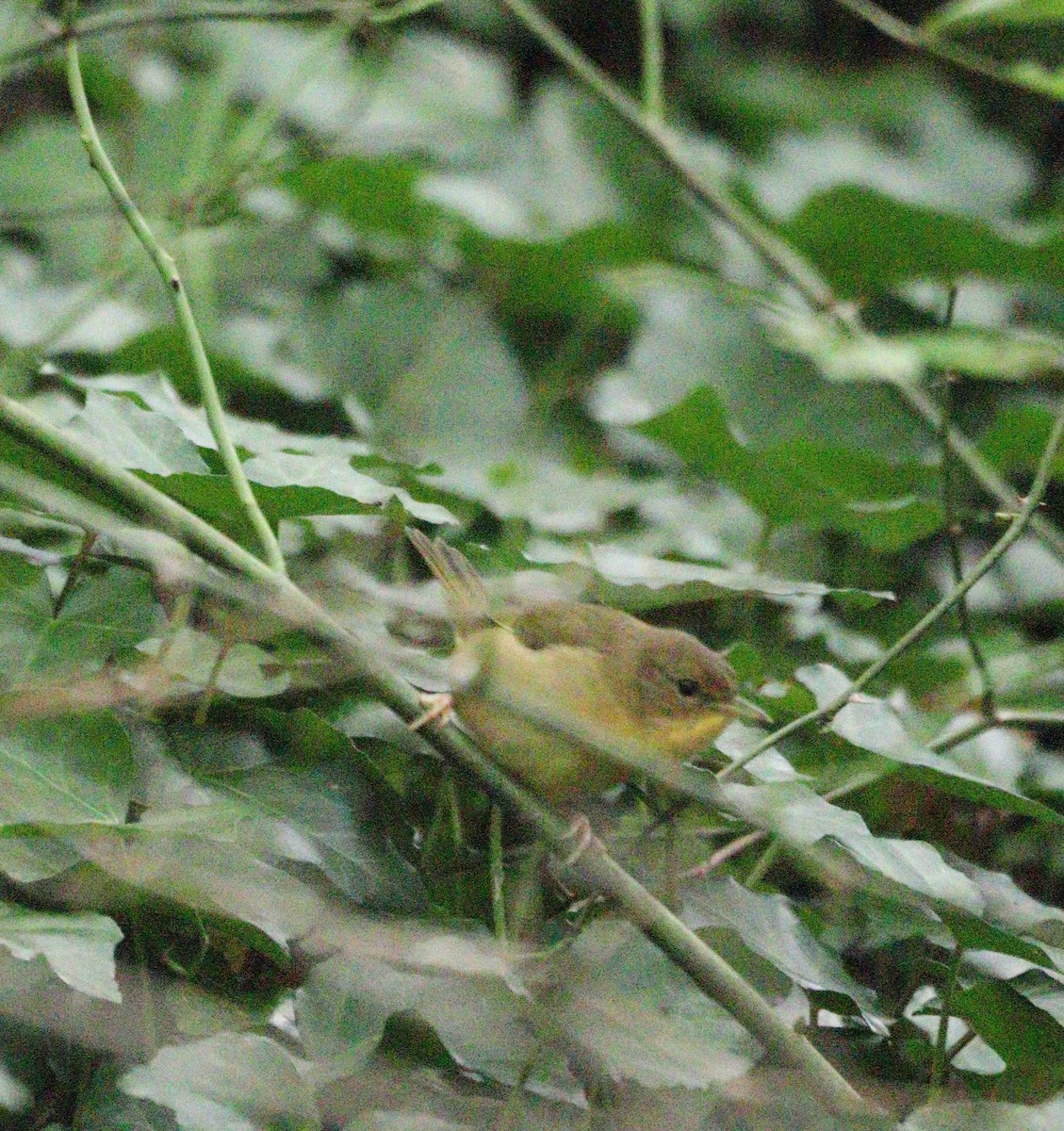 Common Yellowthroat - ML641987275