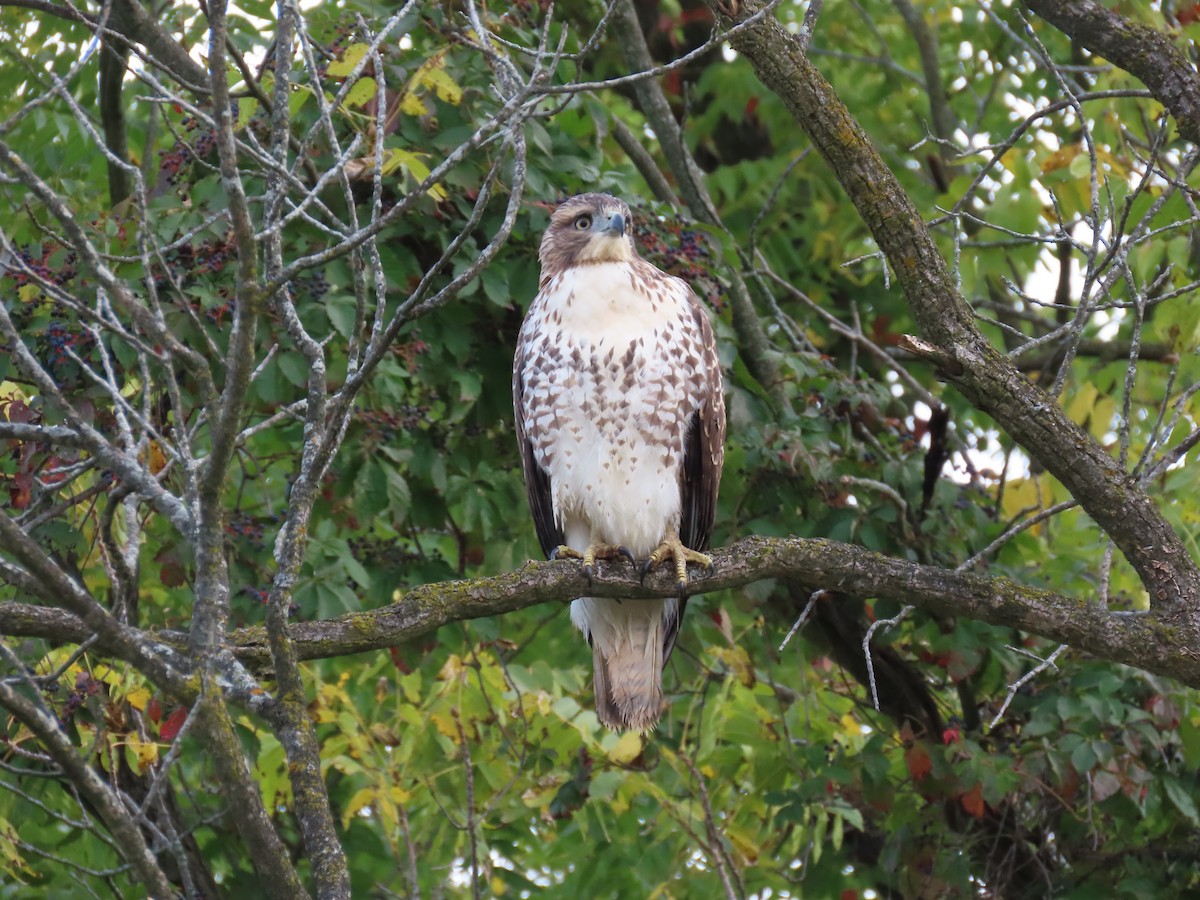 Red-tailed Hawk - ML641987277