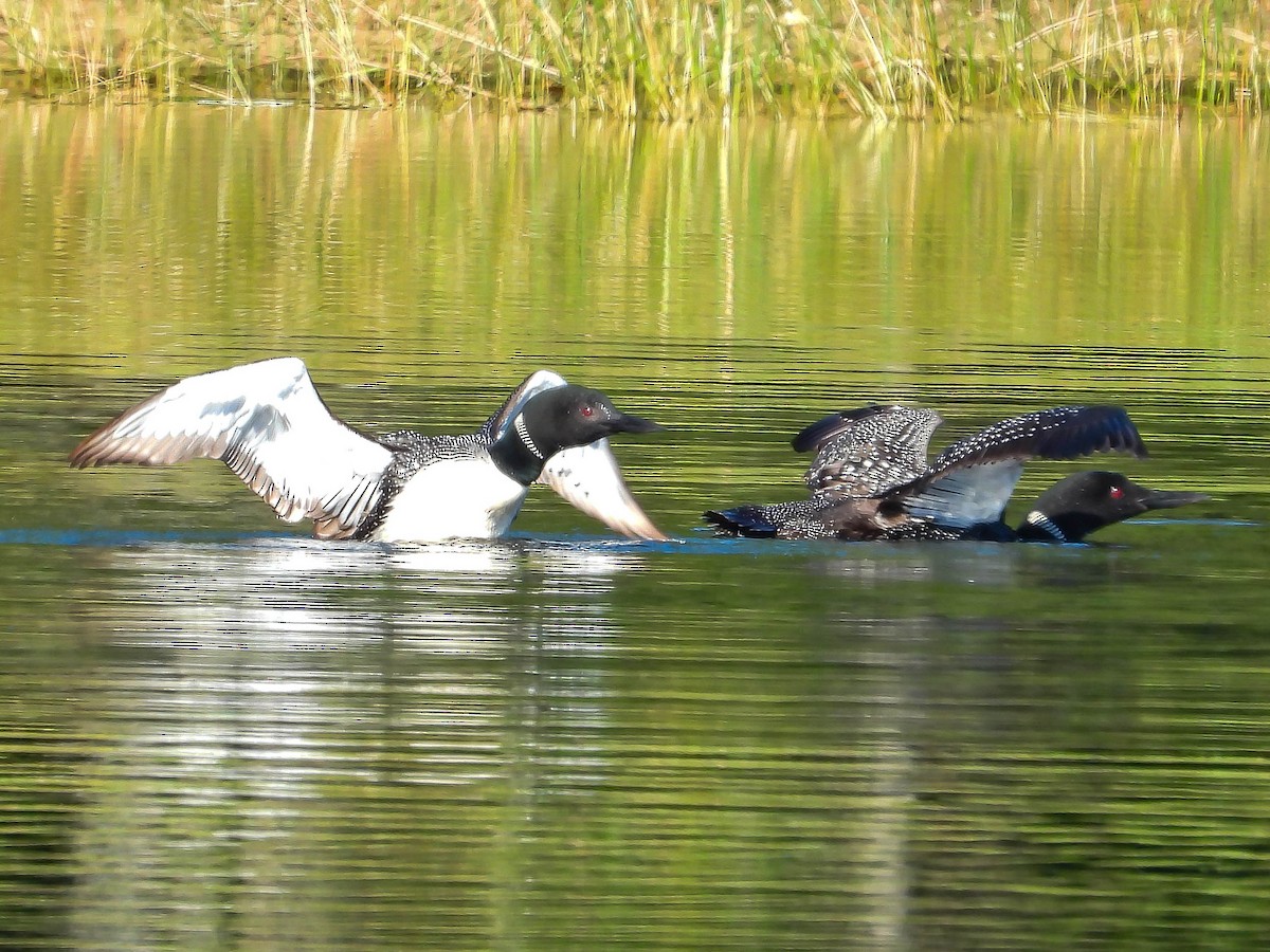 Common Loon - ML641987279