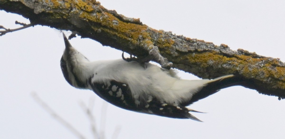 Hairy Woodpecker - ML641987282