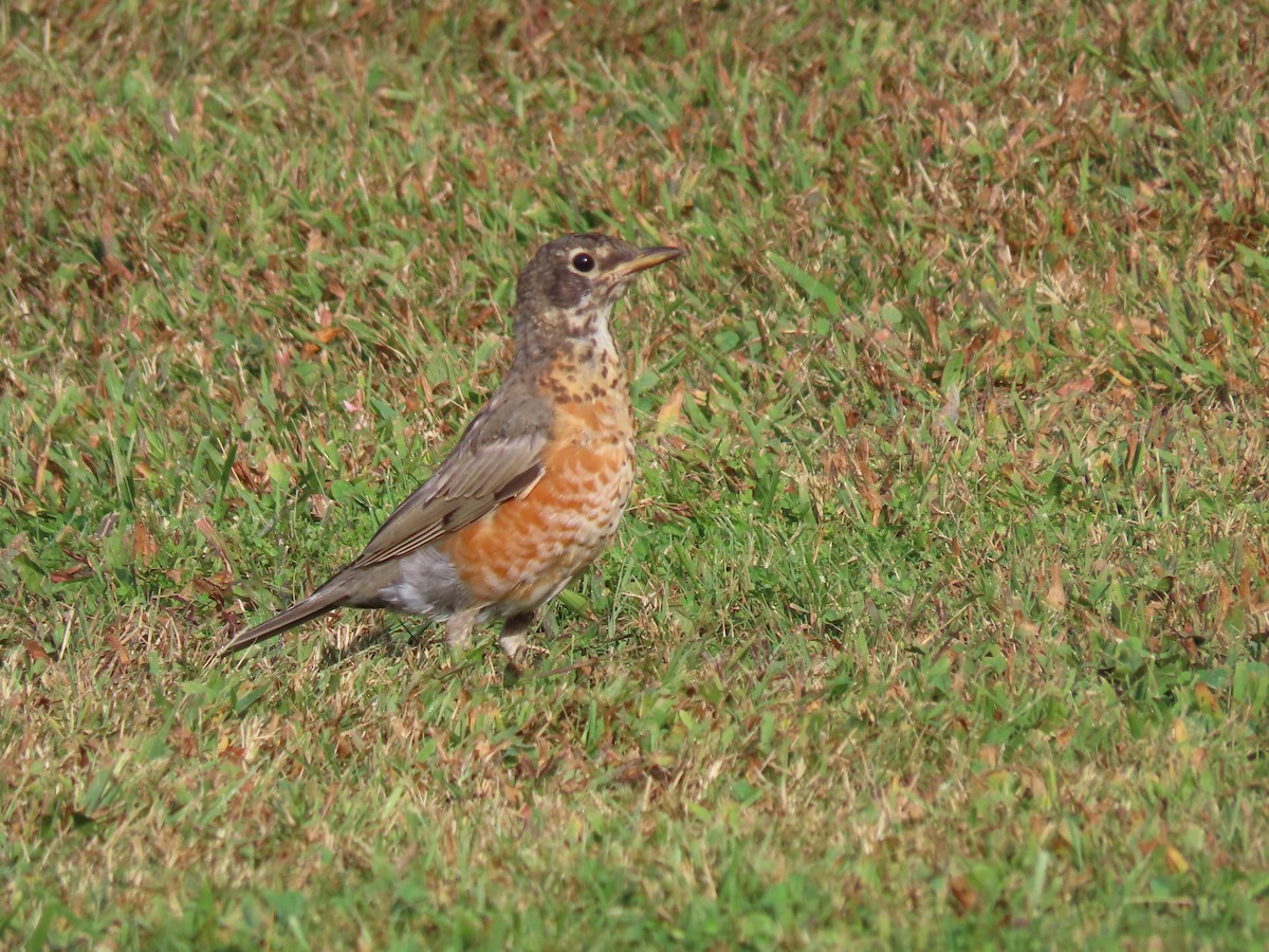 American Robin - ML641987285