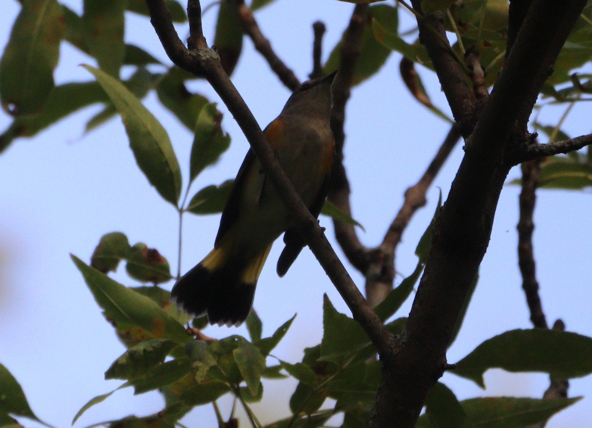American Redstart - ML641987286