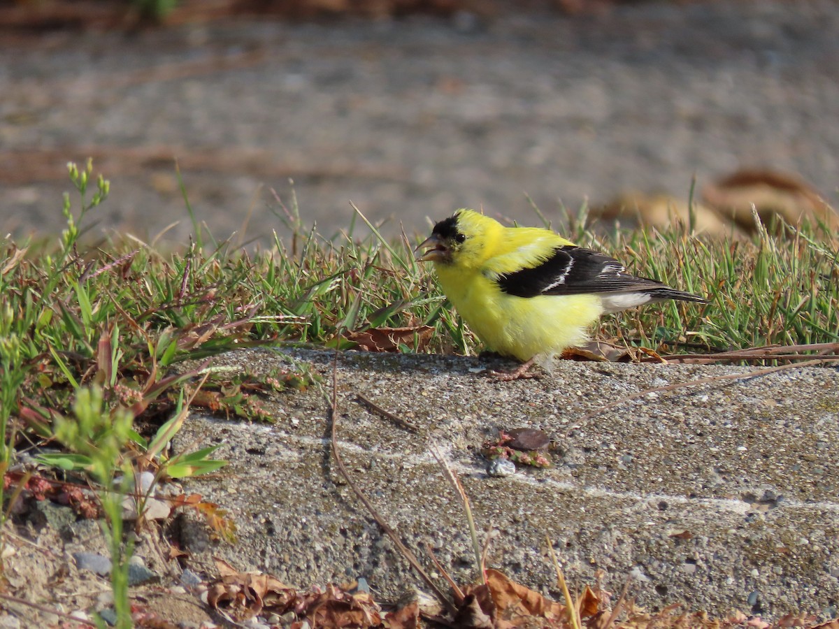 American Goldfinch - ML641987295