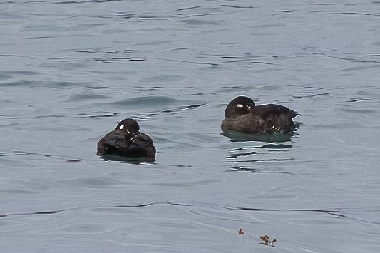 Harlequin Duck - ML641987298