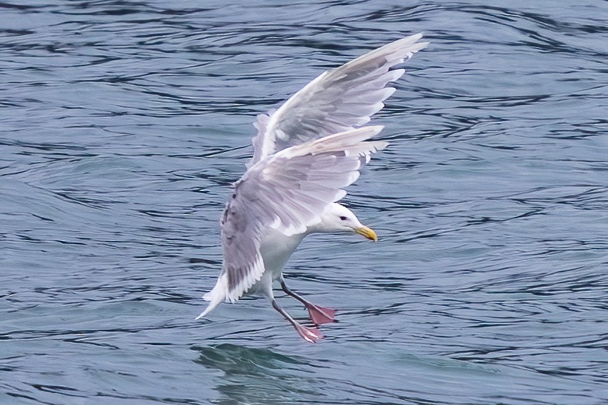 Glaucous-winged Gull - ML641987301