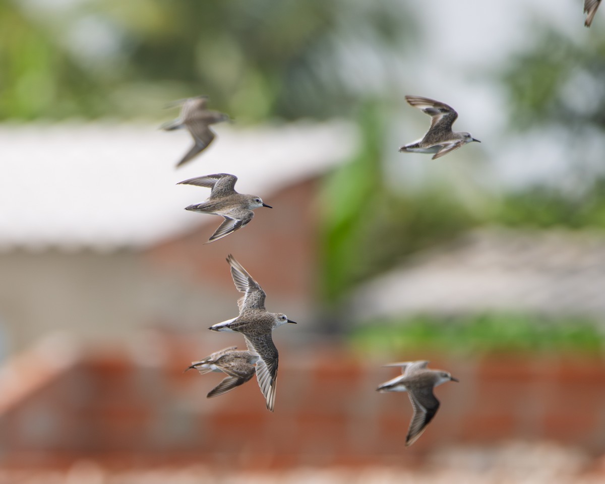 Semipalmated Sandpiper - ML641987302