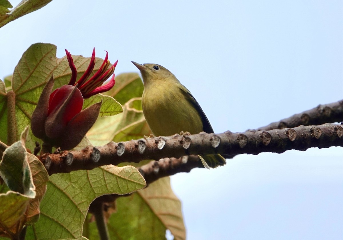 Yellow Warbler - ML641987305