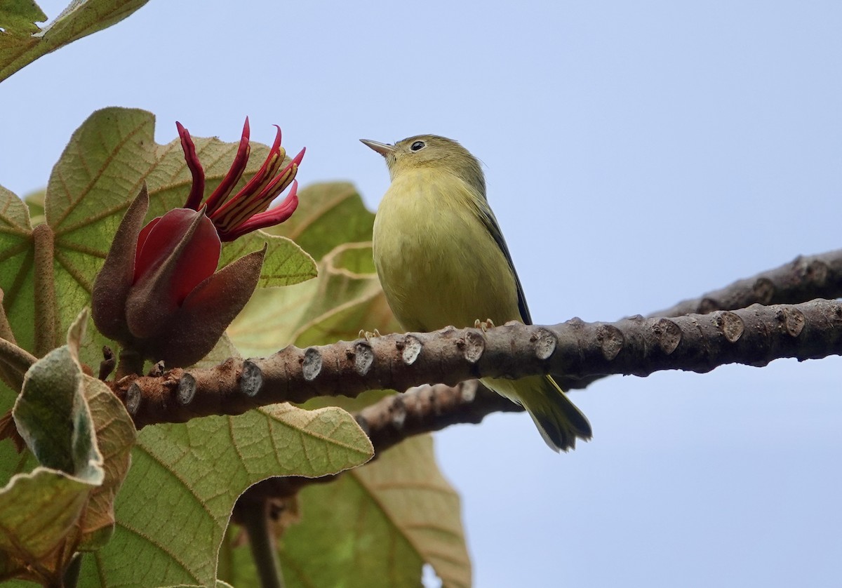 Yellow Warbler - ML641987306