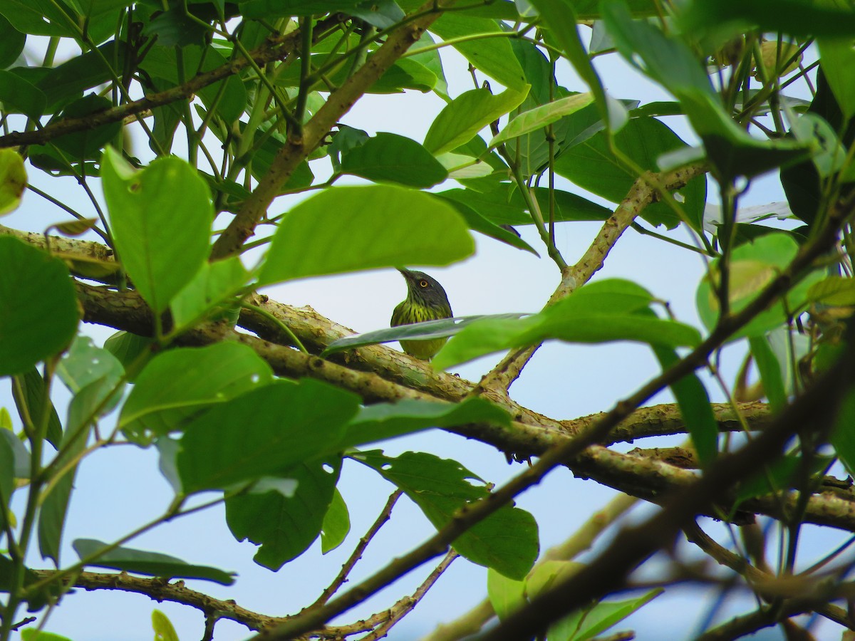 Spotted Tody-Flycatcher - ML641987307