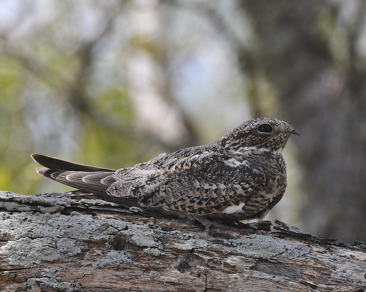 Common Nighthawk - ML641987308