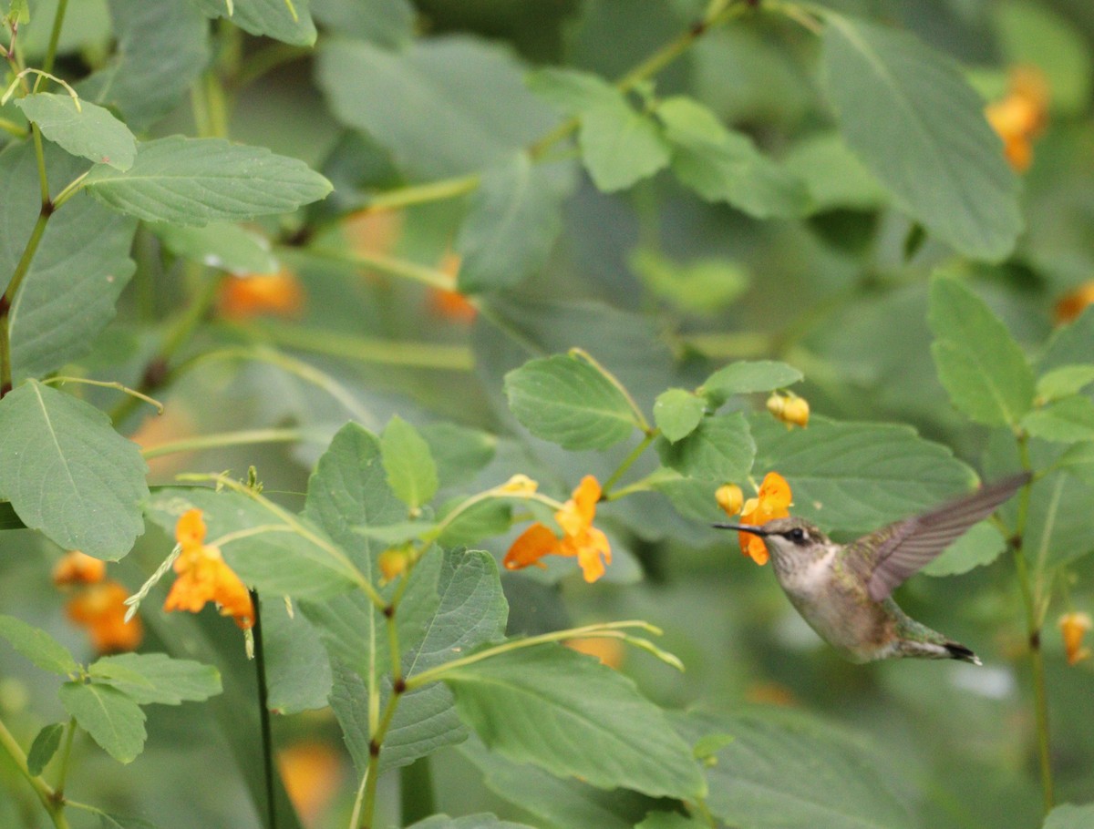 Ruby-throated Hummingbird - ML641987309