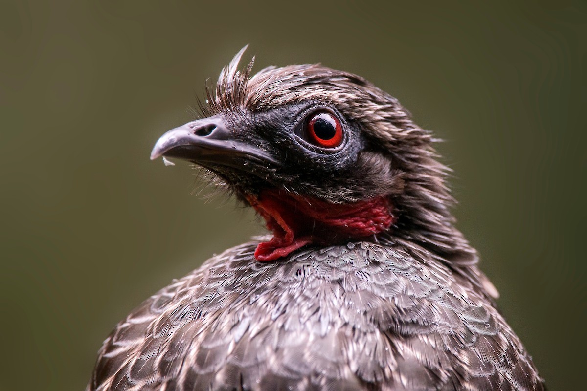 Dusky-legged Guan - ML64198731