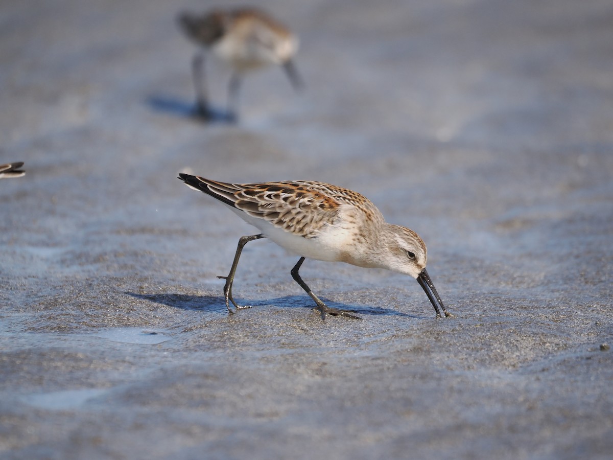 Western Sandpiper - ML641987313