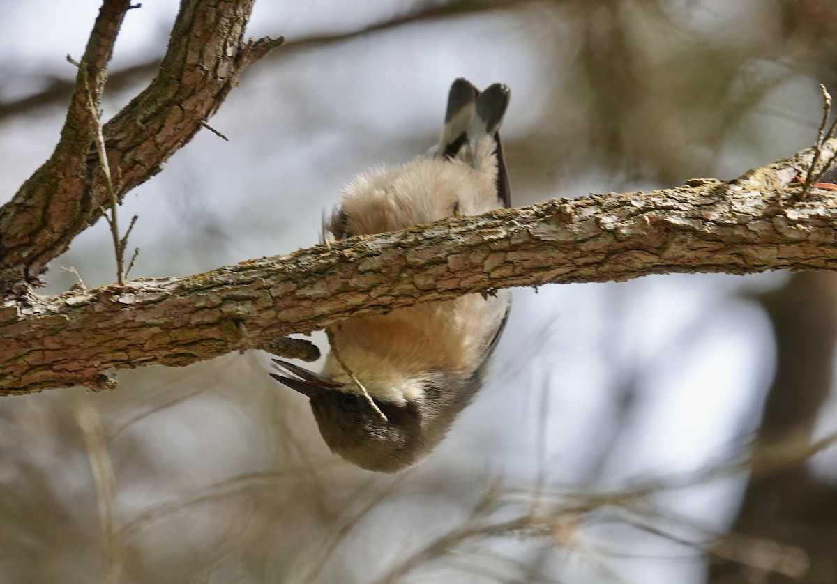 Pygmy Nuthatch - ML641987314
