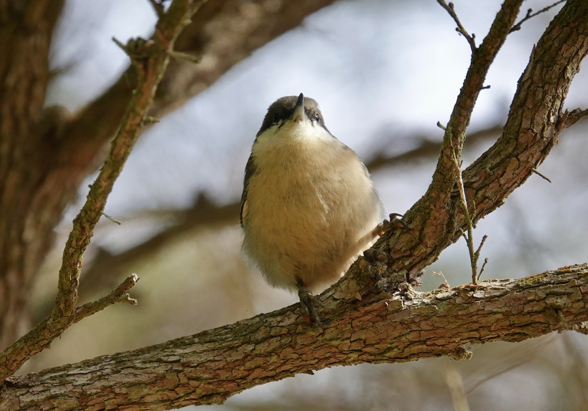 Pygmy Nuthatch - ML641987315
