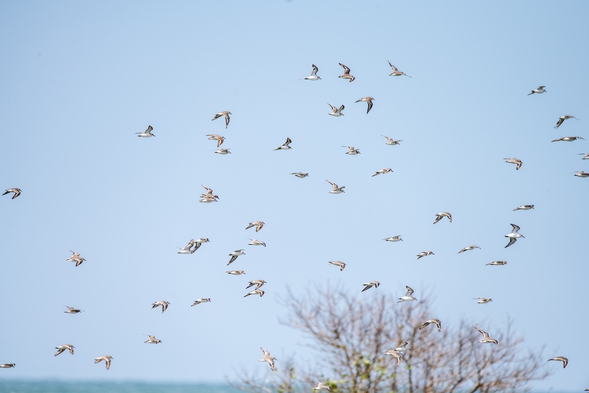 Semipalmated Sandpiper - ML641987316