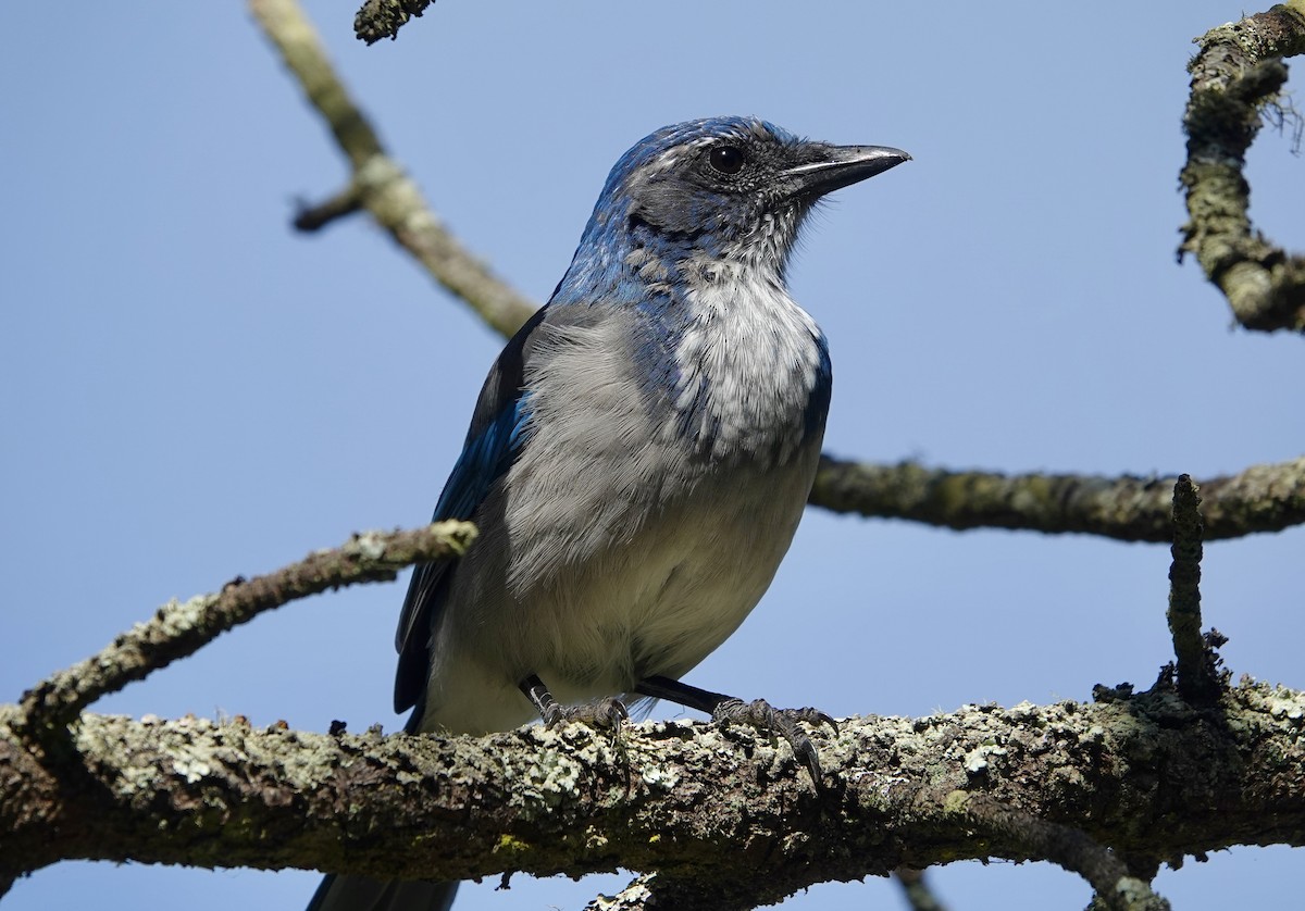 California Scrub-Jay - ML641987318