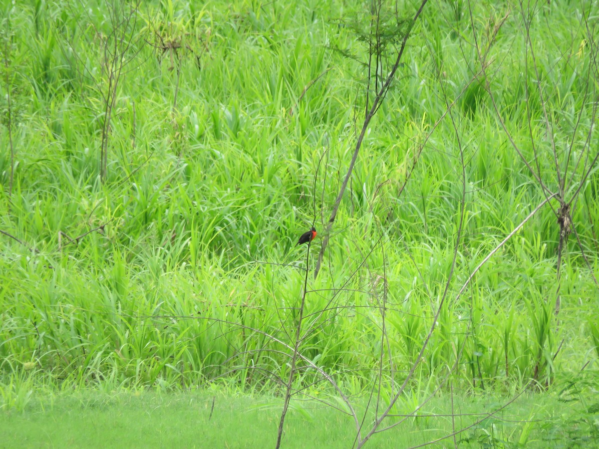 Red-breasted Meadowlark - ML641987319