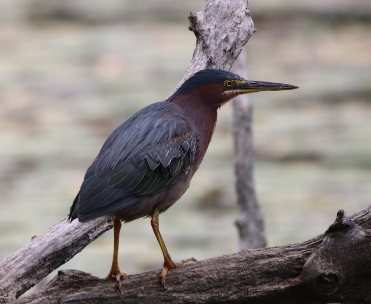 Green Heron - ML641987320