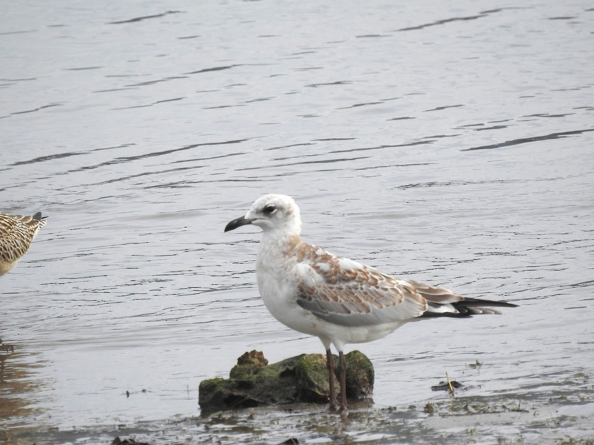 Mediterranean Gull - ML641987322