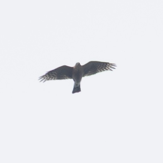 Peregrine Falcon - ML641987324