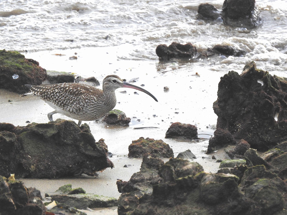 Whimbrel - ML641987327