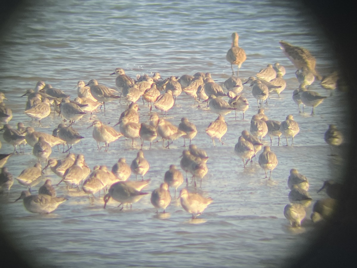 Red Knot - ML641987340